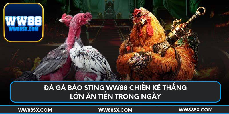 da-ga-bao-sting-ww88-chien-ke-thang-lon-an-tien-trong-ngay