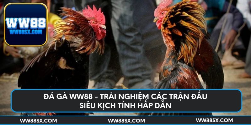 Đá gà Ww88 - Trải nghiệm các trận đấu siêu kịch tính hấp dẫn