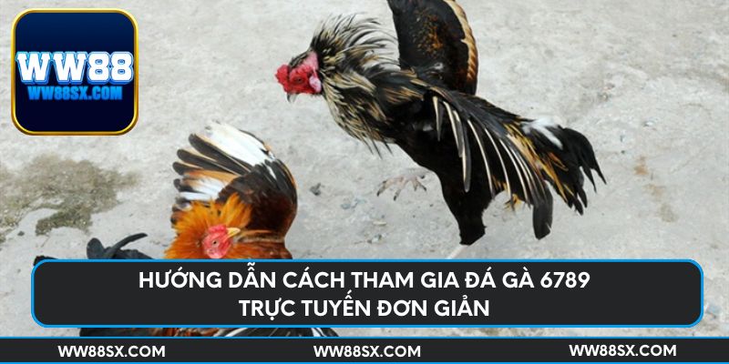 Hướng dẫn cách tham gia đá gà 6789 trực tuyến đơn giản