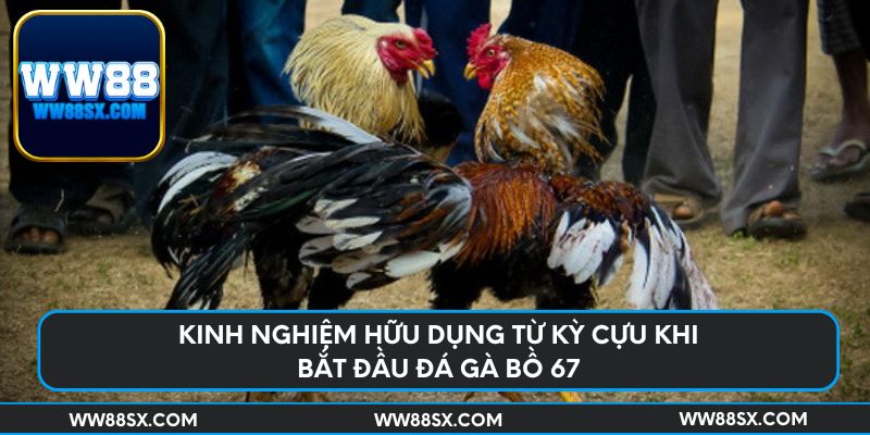 Kinh nghiệm hữu dụng từ kỳ cựu khi bắt đầu đá gà bồ 67