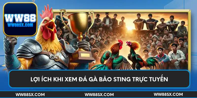 Lợi ích khi xem đá gà bảo sting trực tuyến