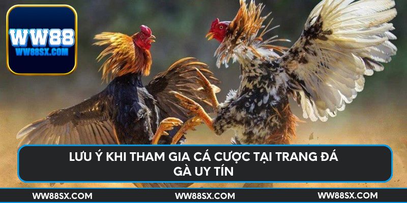 Lưu ý khi tham gia cá cược tại trang đá gà uy tín